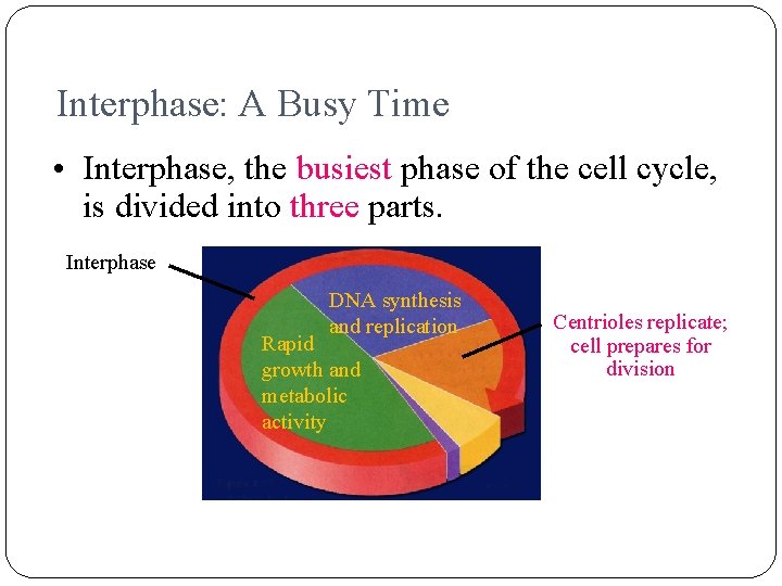 Interphase: A Busy Time • Interphase, the busiest phase of the cell cycle, is