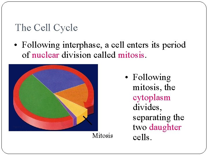 The Cell Cycle • Following interphase, a cell enters its period of nuclear division