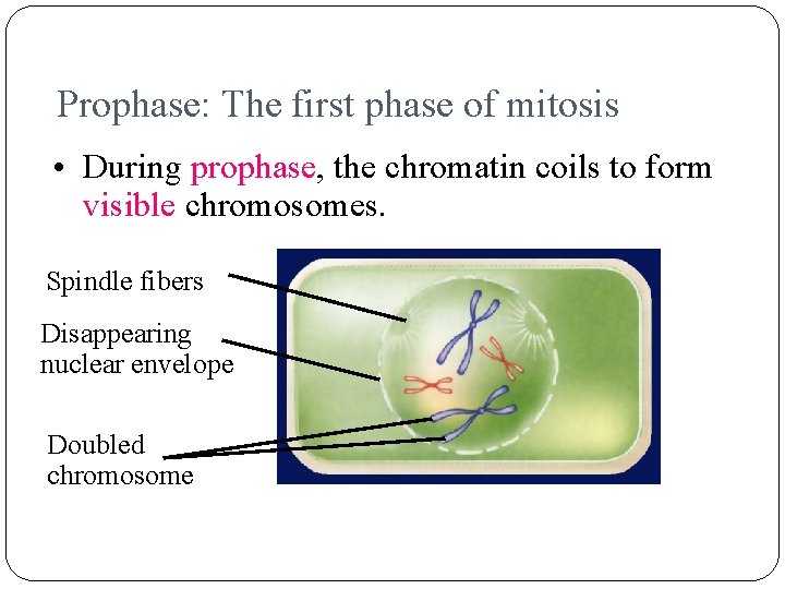 Prophase: The first phase of mitosis • During prophase, the chromatin coils to form