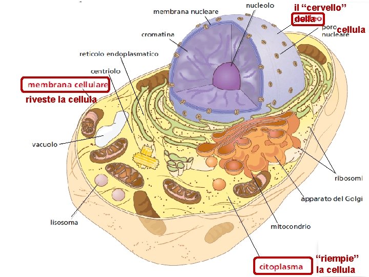 Strati Cellula LA STRUTTURA DI UNA CELLULA Classe I Le