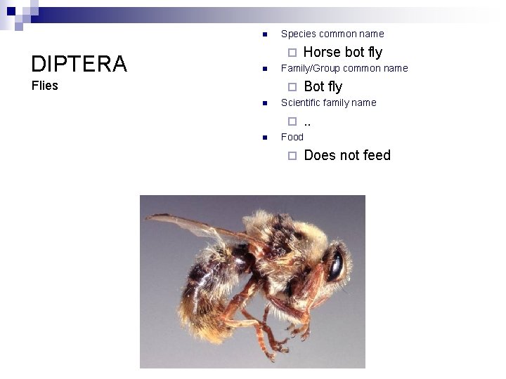 n DIPTERA Species common name ¨ n Flies Family/Group common name ¨ n Bot