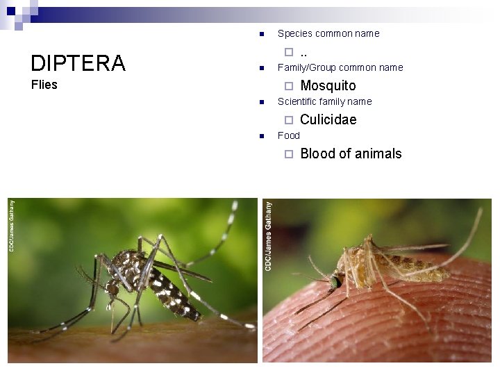 n DIPTERA Species common name ¨ n Flies Family/Group common name ¨ n Mosquito