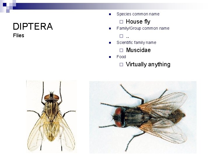 n DIPTERA Species common name ¨ n Flies Family/Group common name ¨ n .