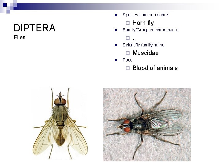 n DIPTERA Species common name ¨ n Flies Family/Group common name ¨ n .