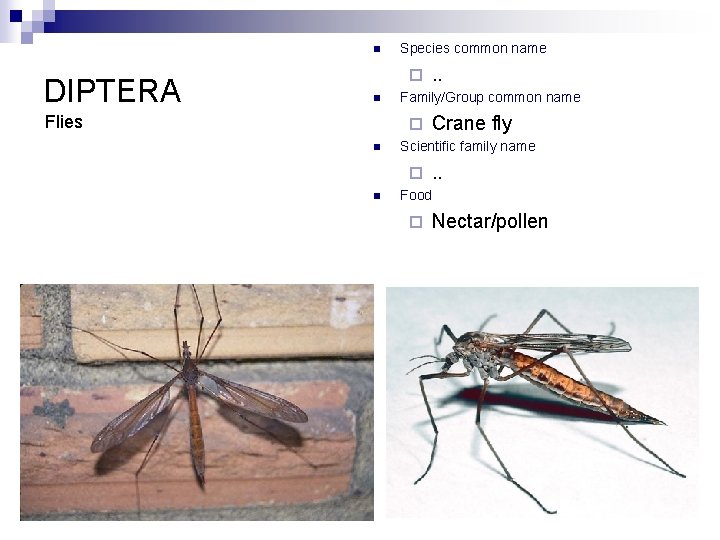 n DIPTERA Species common name ¨ n Flies Family/Group common name ¨ n Crane