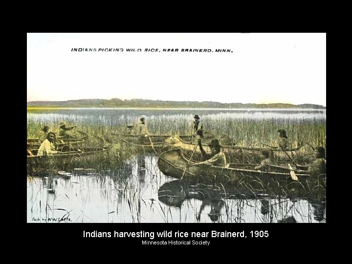 Indians harvesting wild rice near Brainerd, 1905 Minnesota Historical Society 