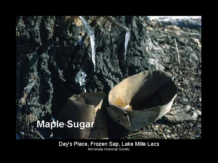 Maple Sugar Day's Place, Frozen Sap, Lake Mille Lacs Minnesota Historical Society 