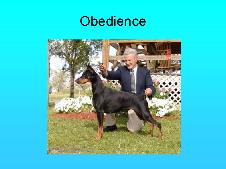 Obedience 