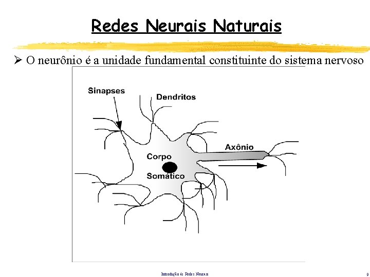 Redes Neurais Naturais Ø O neurônio é a unidade fundamental constituinte do sistema nervoso Redes Neurais Naturais Ø O neurônio é a unidade fundamental constituinte do sistema nervoso