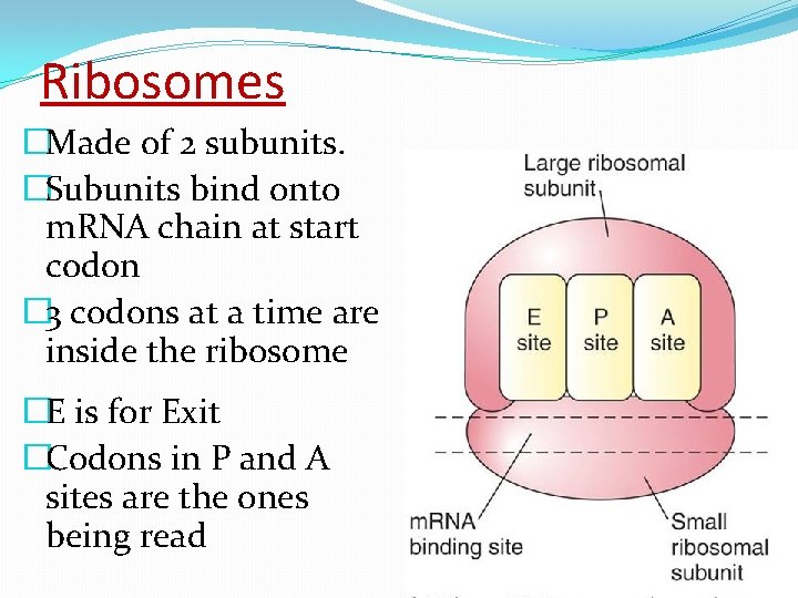 Ribosomes �Made of 2 subunits. �Subunits bind onto m. RNA chain at start codon