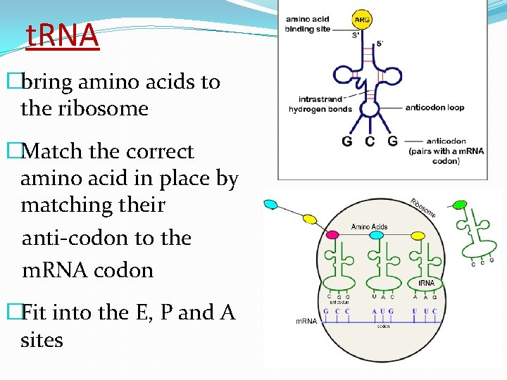 t. RNA �bring amino acids to the ribosome �Match the correct amino acid in