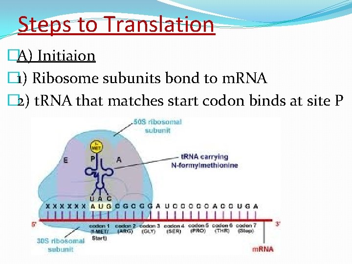 Steps to Translation �A) Initiaion � 1) Ribosome subunits bond to m. RNA �