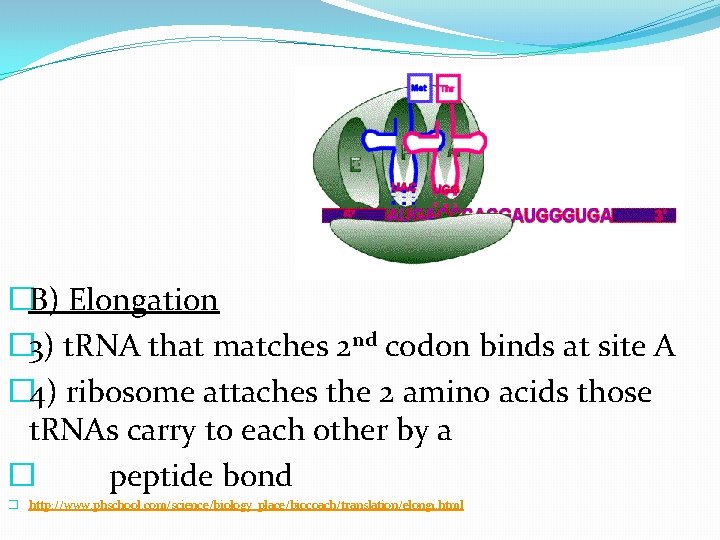 �B) Elongation � 3) t. RNA that matches 2 nd codon binds at site