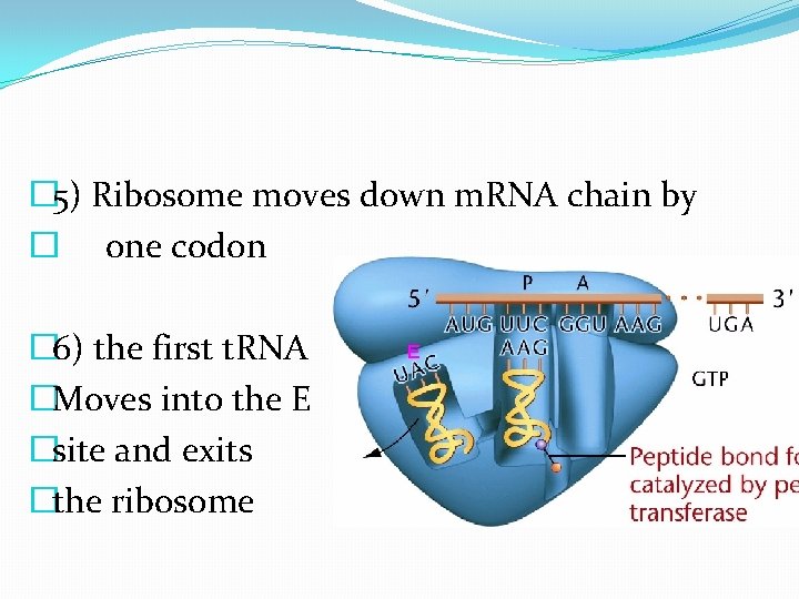 � 5) Ribosome moves down m. RNA chain by � one codon � 6)