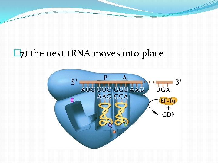 � 7) the next t. RNA moves into place 