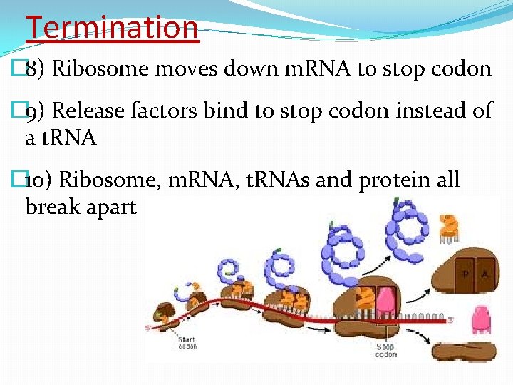 Termination � 8) Ribosome moves down m. RNA to stop codon � 9) Release