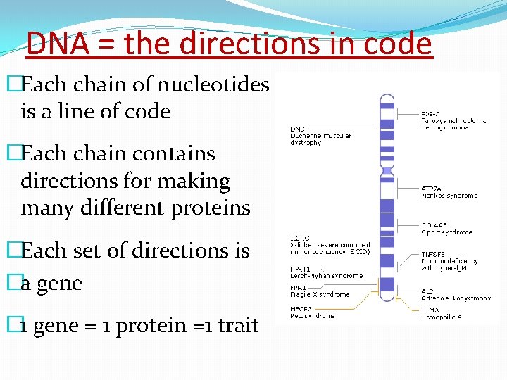 DNA = the directions in code �Each chain of nucleotides is a line of