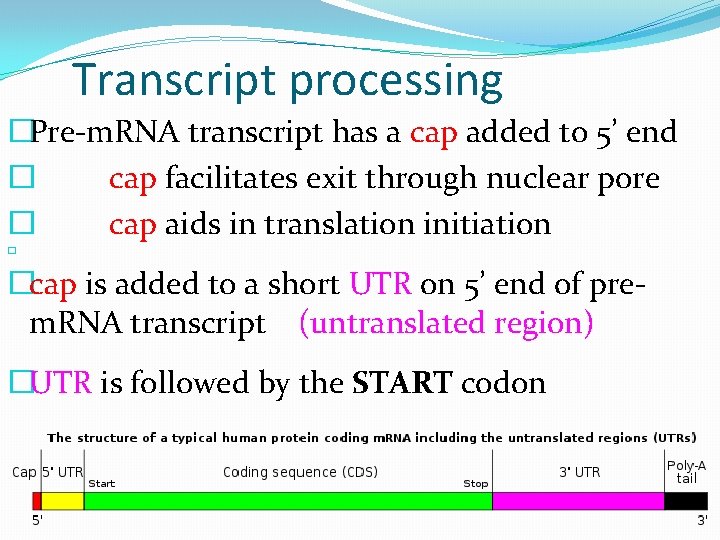 Transcript processing �Pre-m. RNA transcript has a cap added to 5’ end � cap