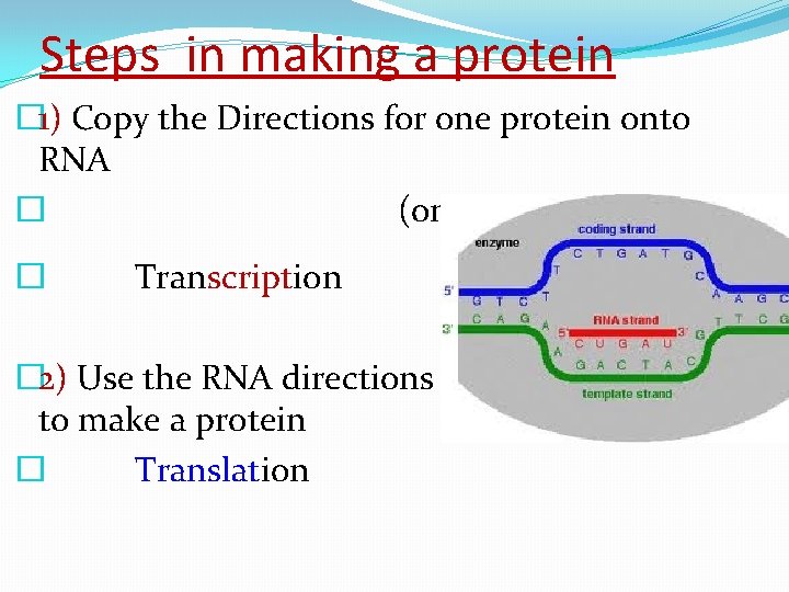 Steps in making a protein � 1) Copy the Directions for one protein onto