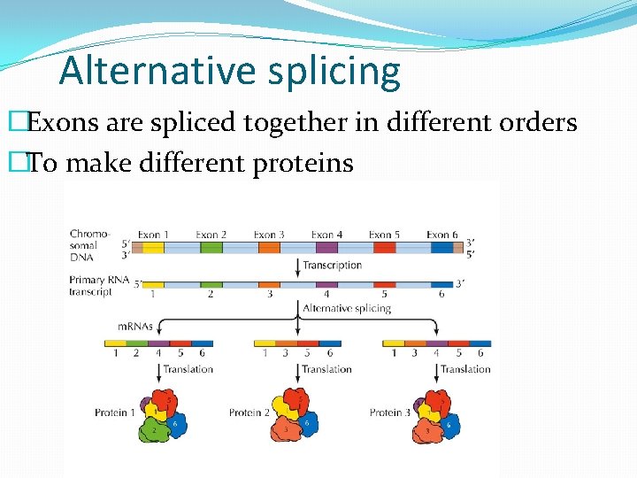 Alternative splicing �Exons are spliced together in different orders �To make different proteins 