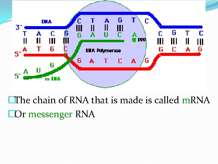�The chain of RNA that is made is called m. RNA �Or messenger RNA