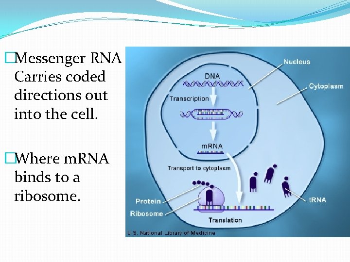 �Messenger RNA Carries coded directions out into the cell. �Where m. RNA binds to