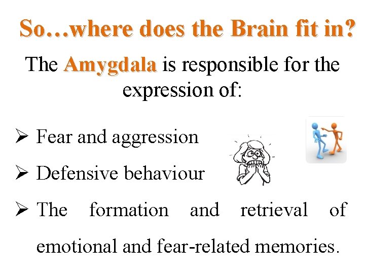 So…where does the Brain fit in? The Amygdala is responsible for the Amygdala expression