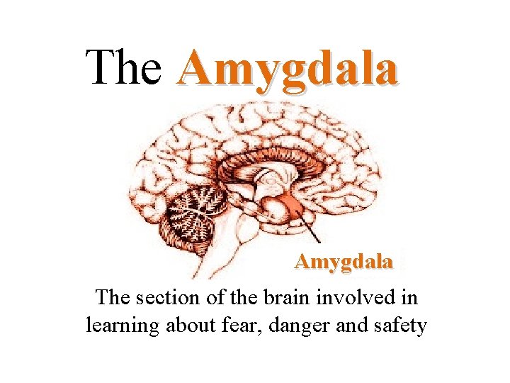 The Amygdala The section of the brain involved in learning about fear, danger and