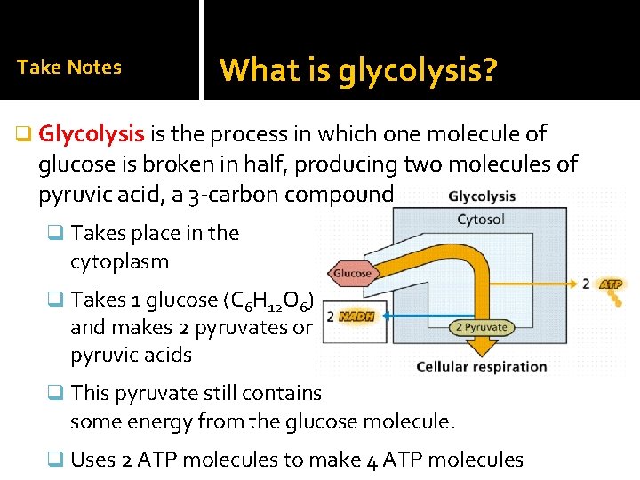 Take Notes What is glycolysis? q Glycolysis is the process in which one molecule