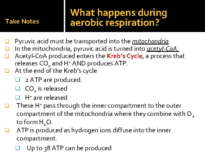 Take Notes What happens during aerobic respiration? Pyruvic acid must be transported into the