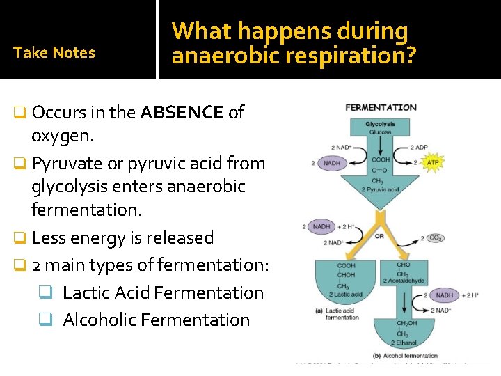 Take Notes What happens during anaerobic respiration? q Occurs in the ABSENCE of oxygen.