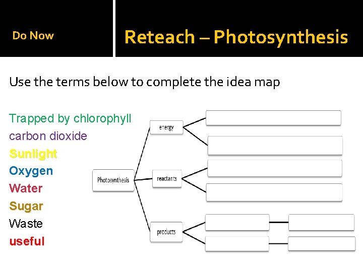 Do Now Reteach – Photosynthesis Use the terms below to complete the idea map