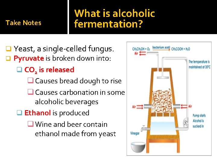 Take Notes What is alcoholic fermentation? q Yeast, a single-celled fungus. q Pyruvate is