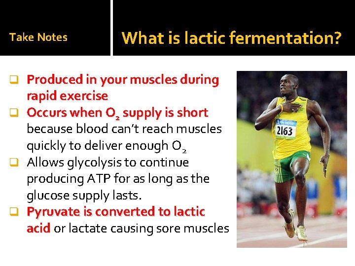 Take Notes What is lactic fermentation? Produced in your muscles during rapid exercise q