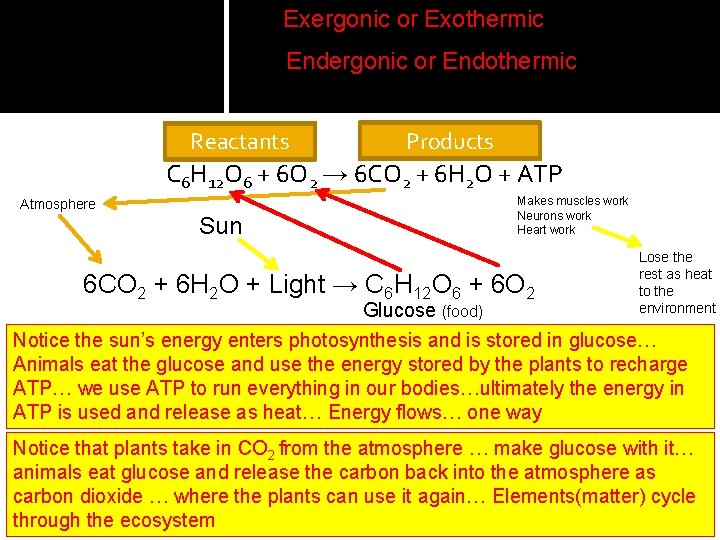 Exergonic or Exothermic Endergonic or Endothermic Reactants Products C 6 H 12 O 6