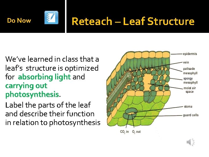 Do Now Reteach – Leaf Structure We’ve learned in class that a leaf’s structure