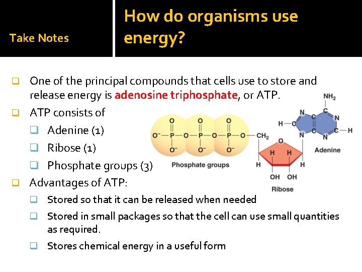 Take Notes How do organisms use energy? One of the principal compounds that cells