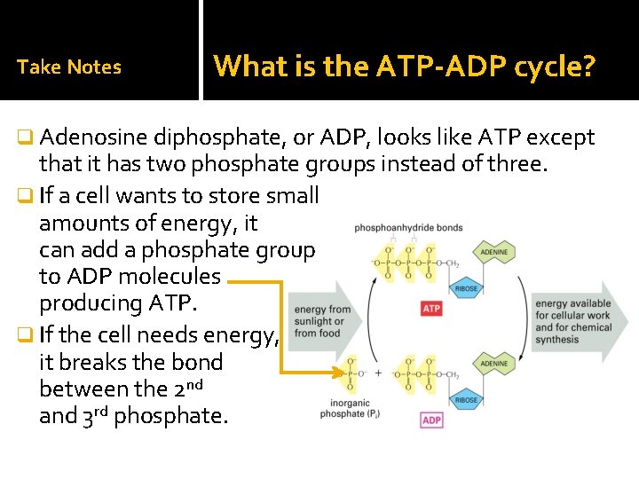 Take Notes What is the ATP-ADP cycle? q Adenosine diphosphate, or ADP, looks like