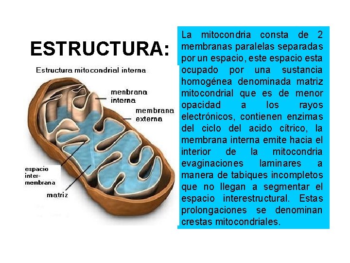 Disponen De Organelos Membranosos Como Las Mitocondrias