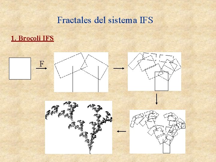 Fractales del sistema IFS 1. Brocoli IFS F Fractales del sistema IFS 1. Brocoli IFS F