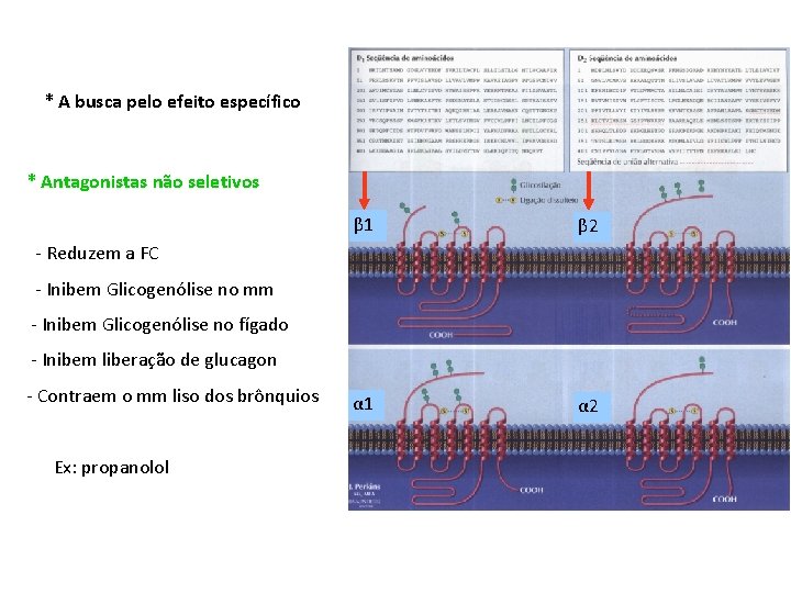 * A busca pelo efeito específico * Antagonistas não seletivos β 1 β 2