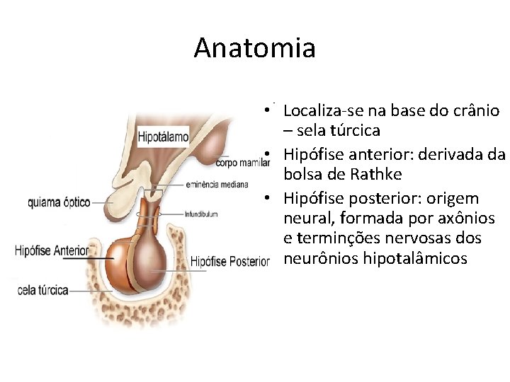 Anatomia • Localiza-se na base do crânio – sela túrcica • Hipófise anterior: derivada