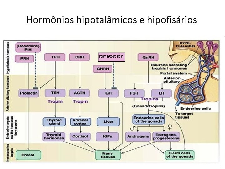 Hormônios hipotalâmicos e hipofisários somatostatin 