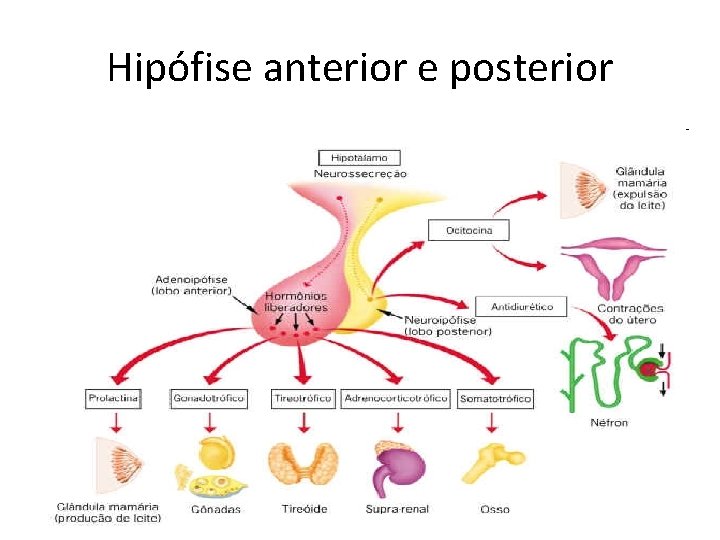 Hipófise anterior e posterior 