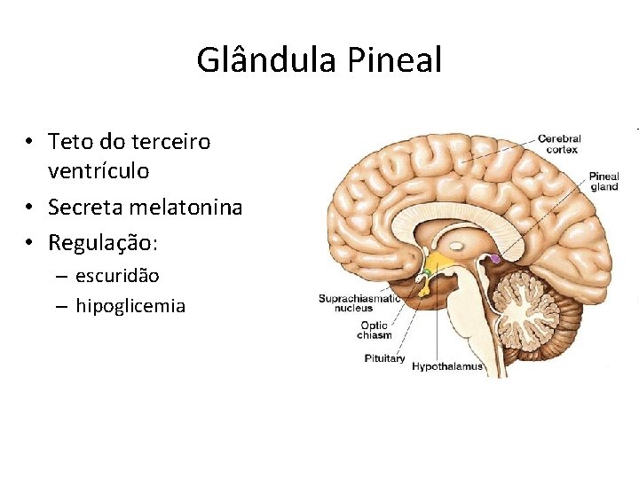 Glândula Pineal • Teto do terceiro ventrículo • Secreta melatonina • Regulação: – escuridão