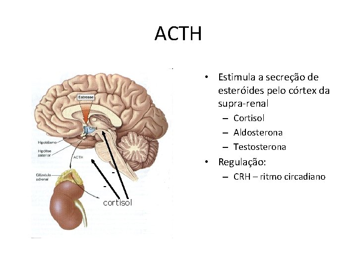 ACTH • Estimula a secreção de esteróides pelo córtex da supra-renal – Cortisol –