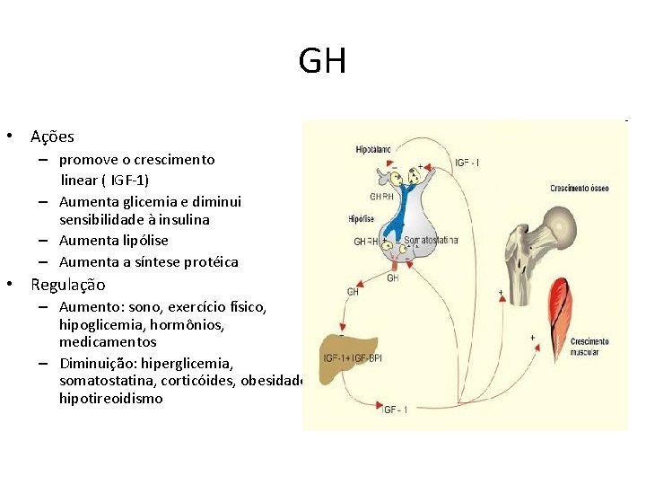 GH • Ações – promove o crescimento linear ( IGF-1) – Aumenta glicemia e