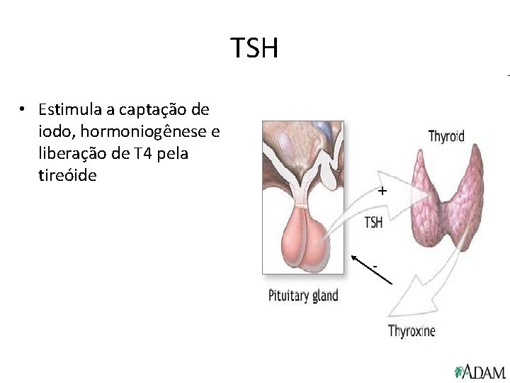 TSH • Estimula a captação de iodo, hormoniogênese e liberação de T 4 pela