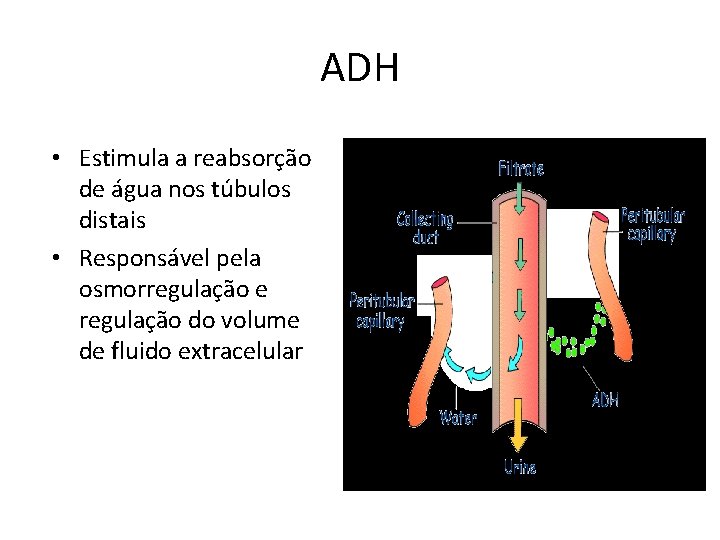 ADH • Estimula a reabsorção de água nos túbulos distais • Responsável pela osmorregulação