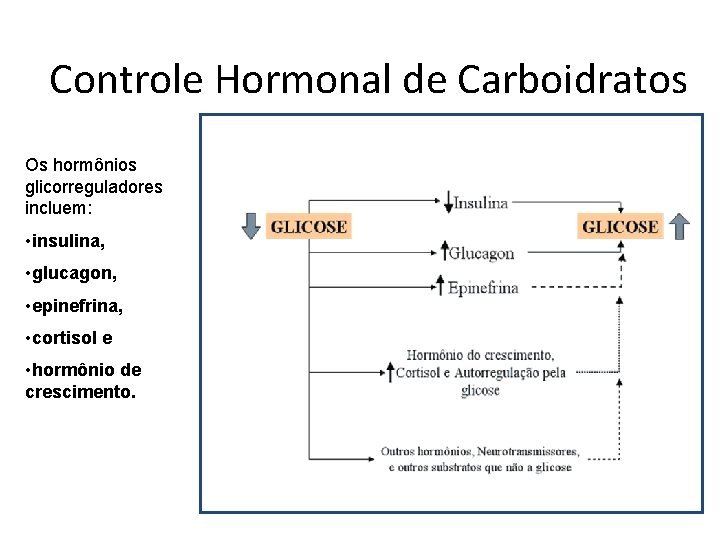 Controle Hormonal de Carboidratos Os hormônios glicorreguladores incluem: • insulina, • glucagon, • epinefrina,